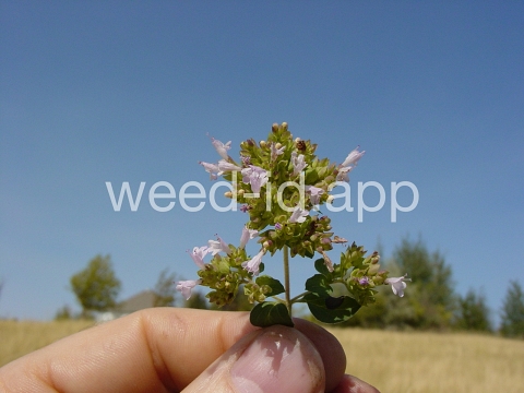 marjoram, wild